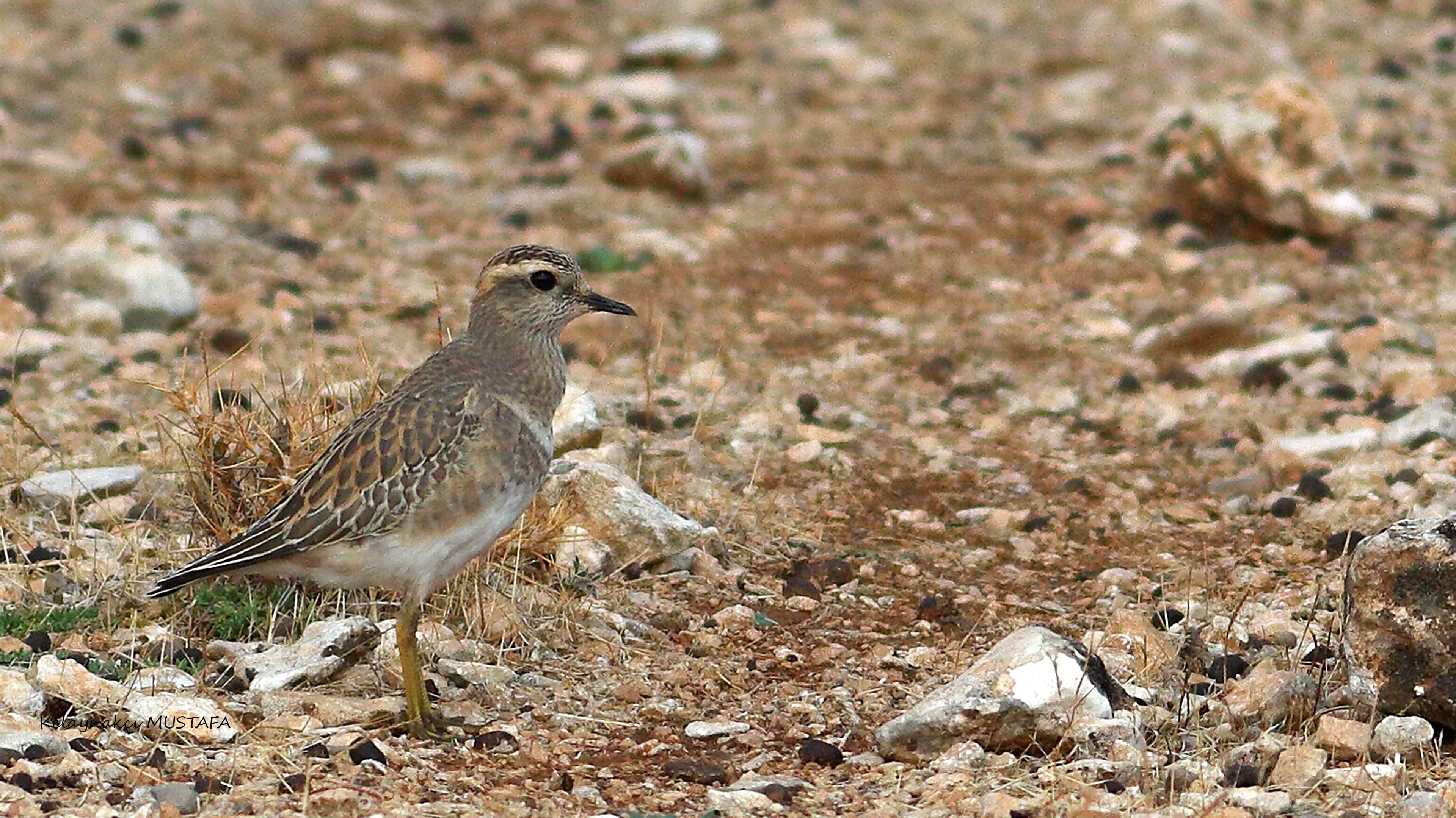 Eurasian Dotterel